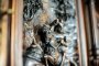 Representative, Richly Carved Cupboard